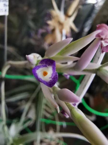 ティランジア　ストラミネア　開花