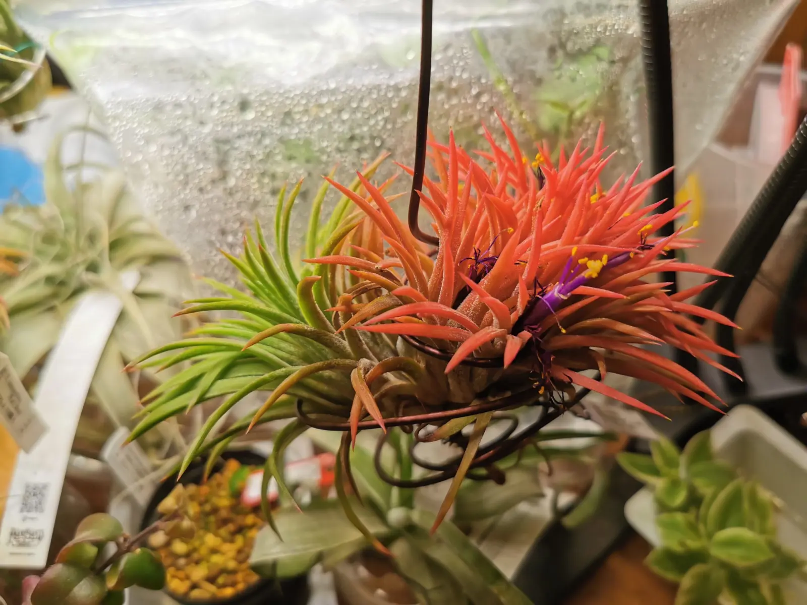ティランジア　イオナンタ　アプレタードBRTクレステッド　部分開花