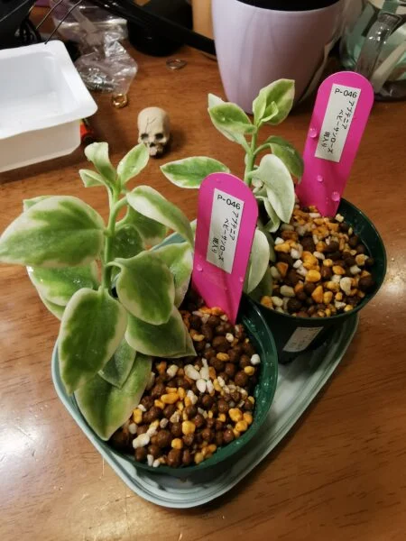 アプテニア　ベビーサンローズ　斑入り　挿し芽