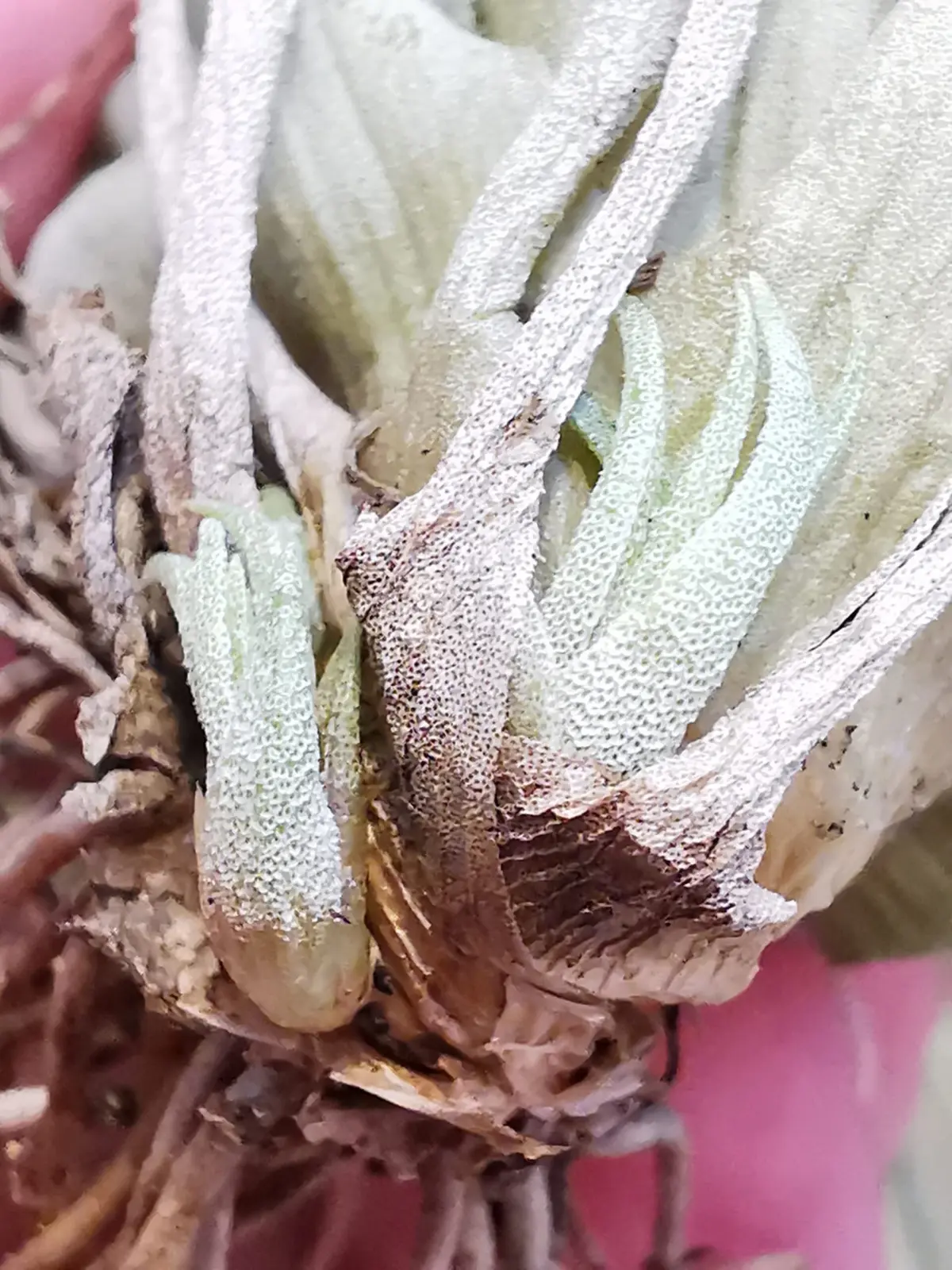 ティランジア　ウトリキュラータ　グラス子株