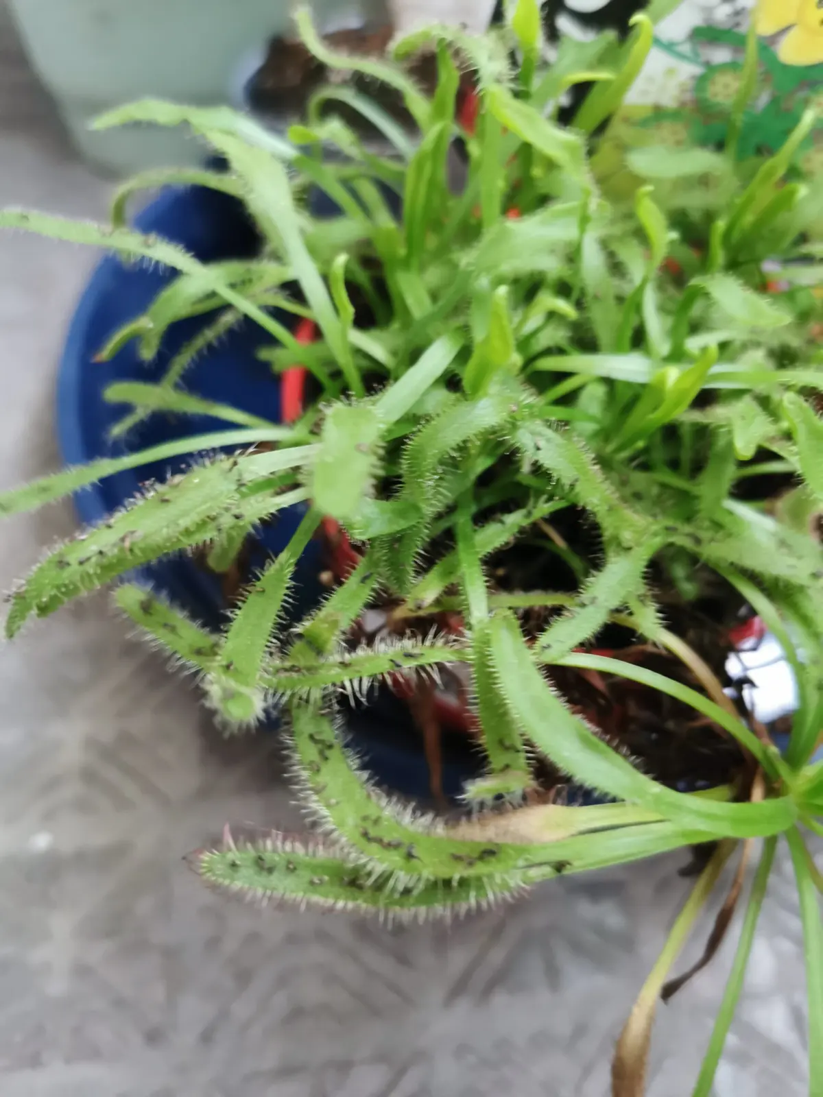 アフリカナガバノモウセンゴケ　害虫