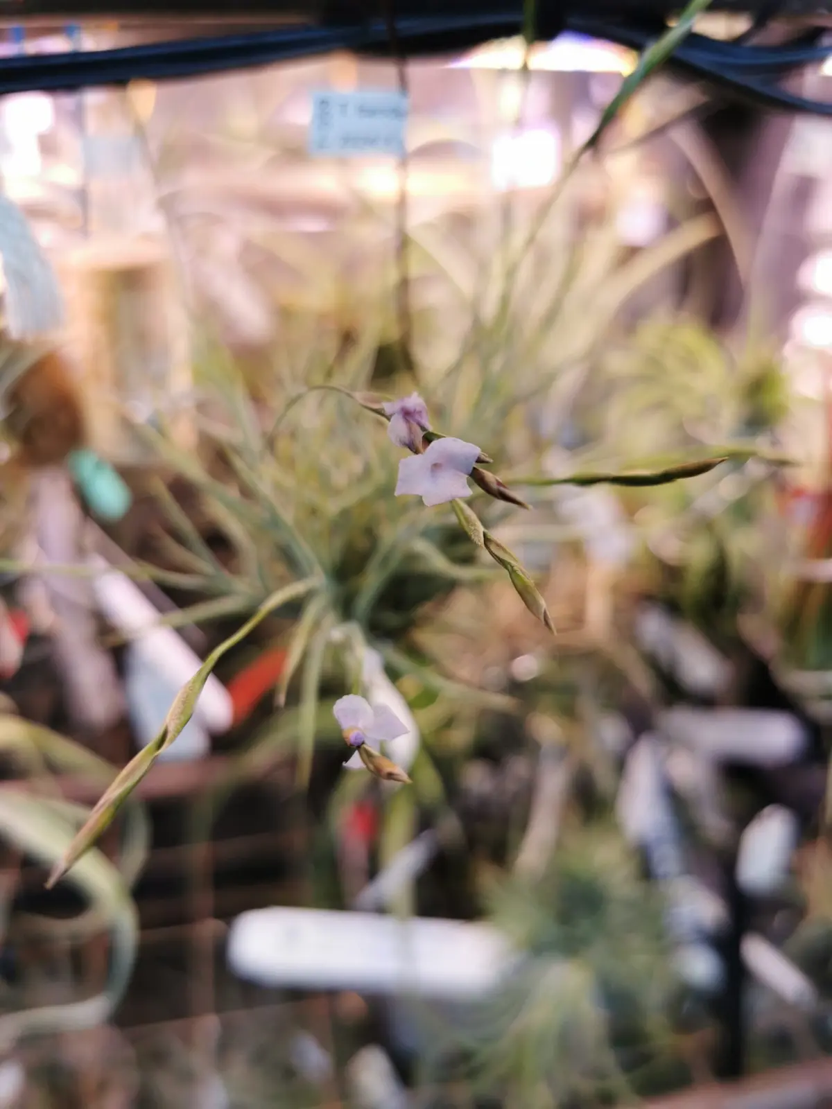 ティランジア　バンデンシス　開花