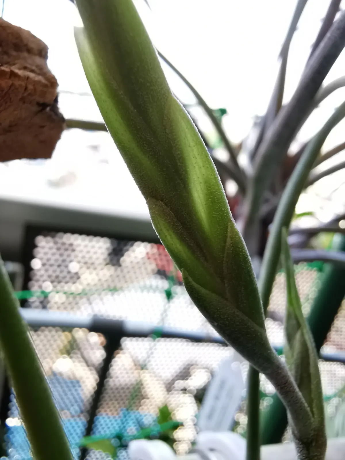 ティランジア　インターメディア　花穂