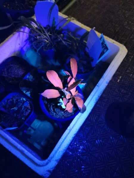 ネペンテス 札落ち