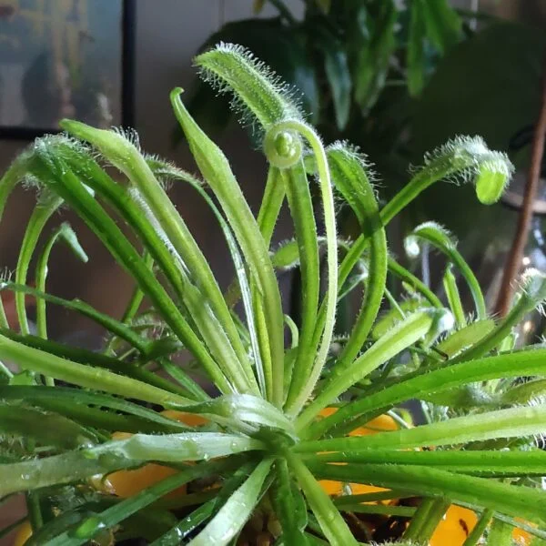 モウセンゴケ 食虫植物 花