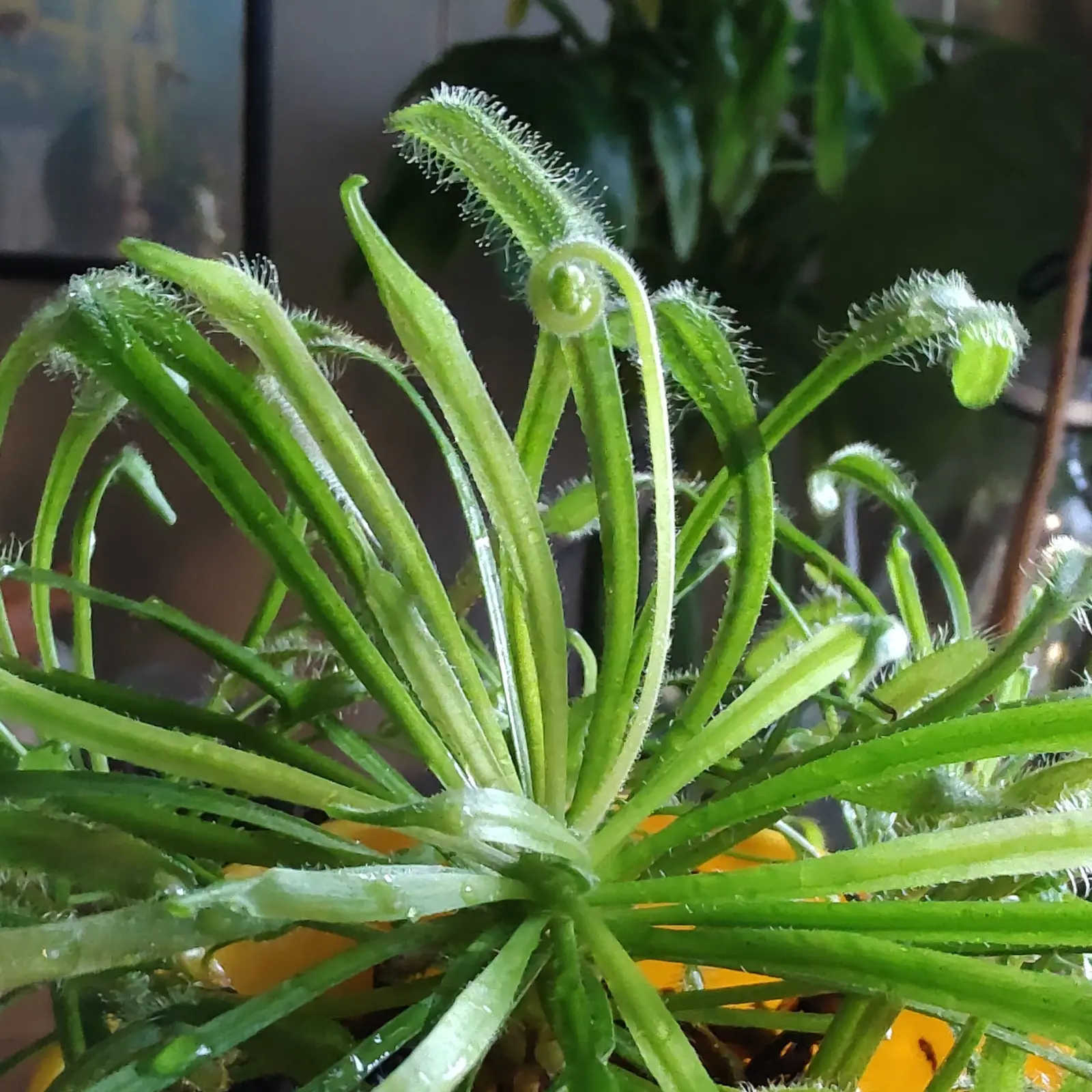 モウセンゴケ 食虫植物 花