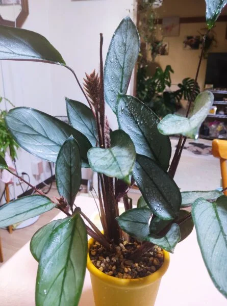 クテナンテ　花?