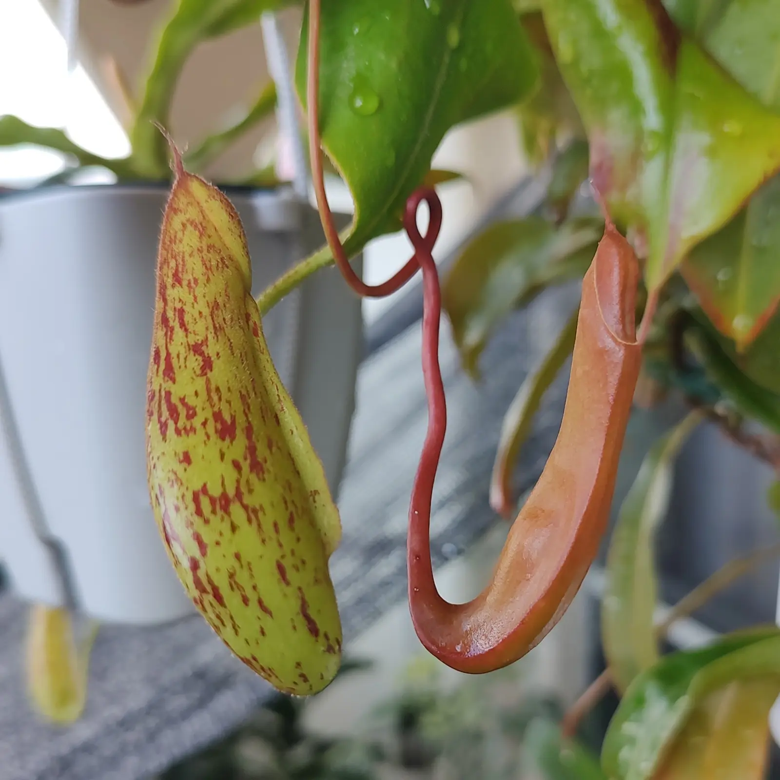 jun.05 – Plants Navi