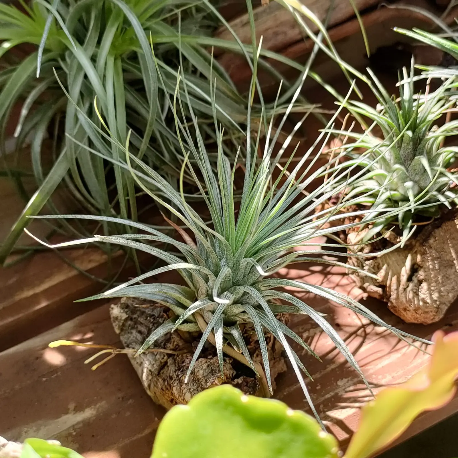 ティランジア アルゲンティア×イオナンタ