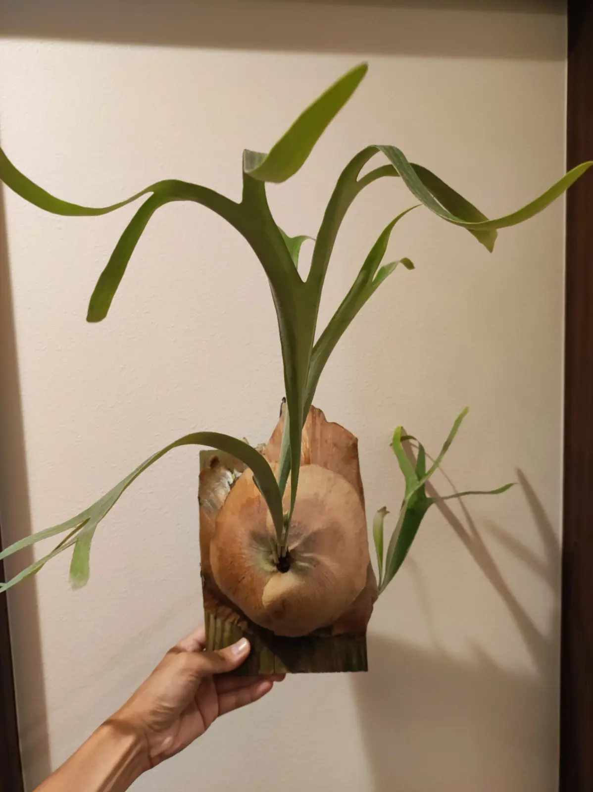 ビカクシダ　MW9 mw9