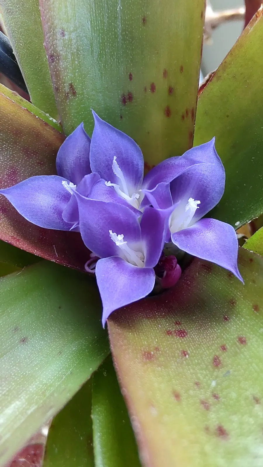 ネオレゲリア 札落ち