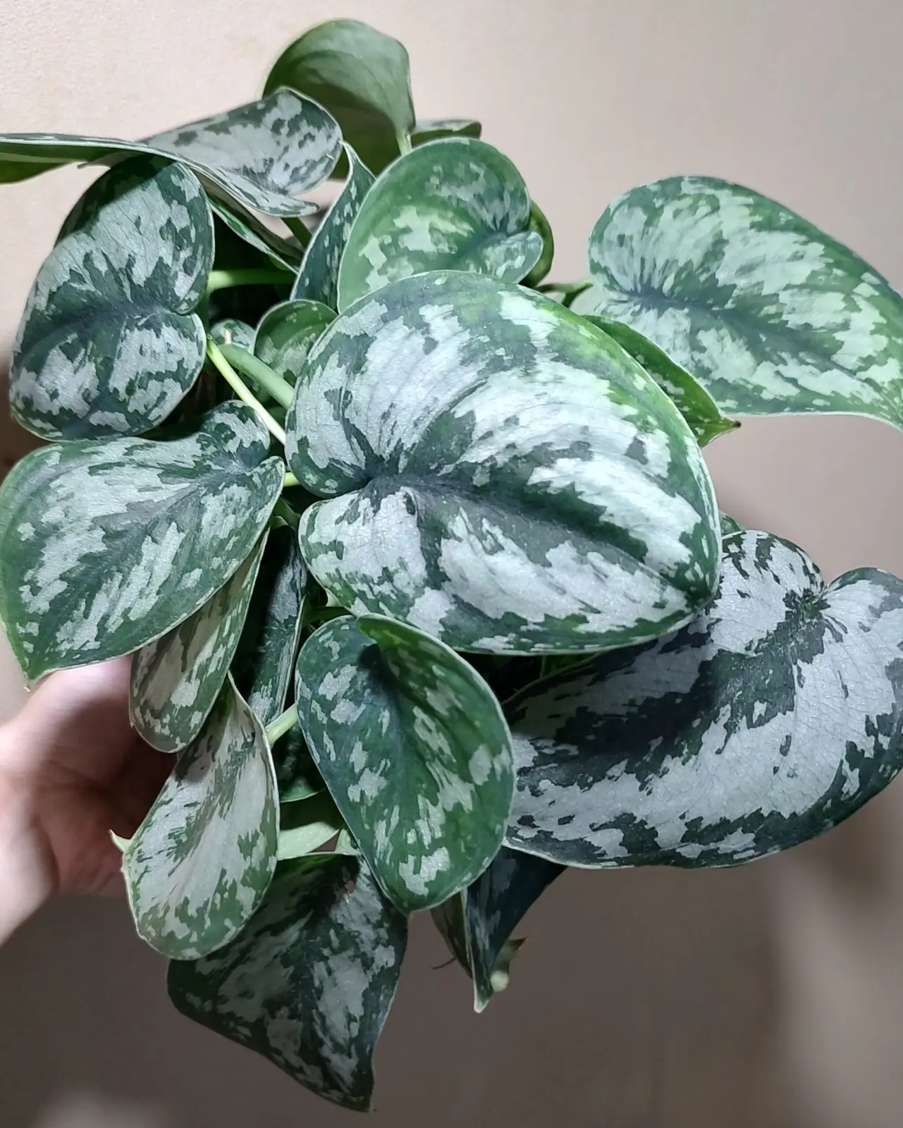 スキンダプサス 札落ち