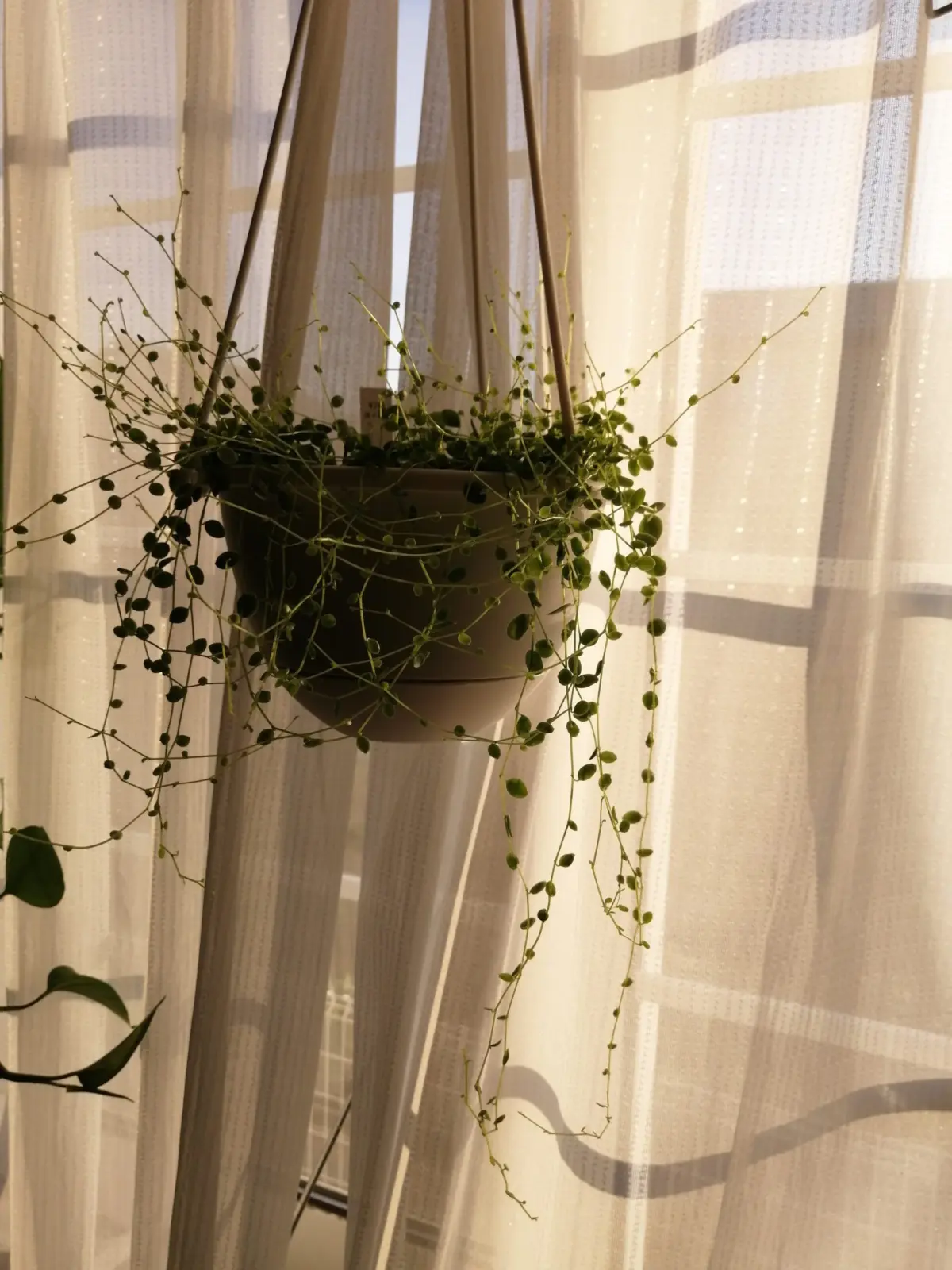 ペペロミア　ジェミニ