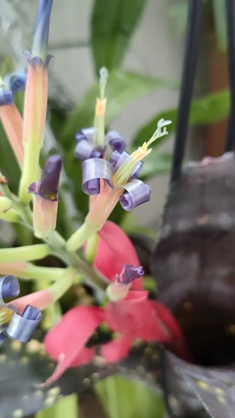 ビルベルギア ディッピンドッツ 花