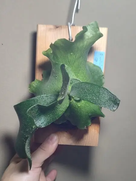 ビカクシダ ウィリンキー 胞子培養
