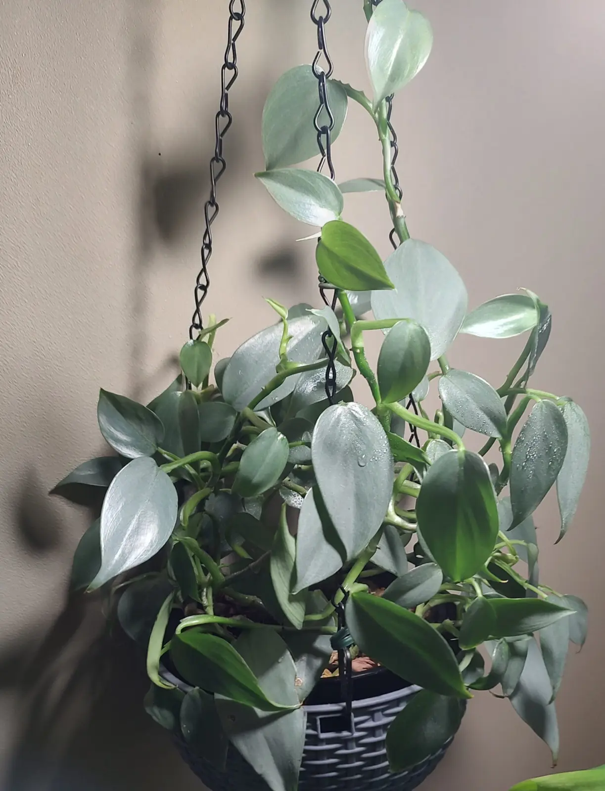 フィロデンドロン シルバーメタル