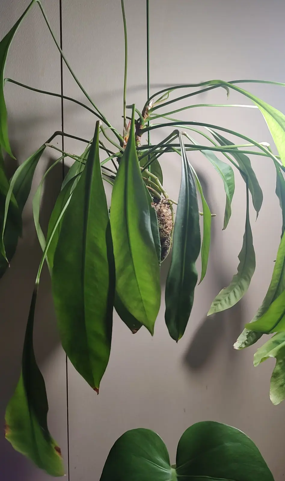 アンスリウム グラシレ