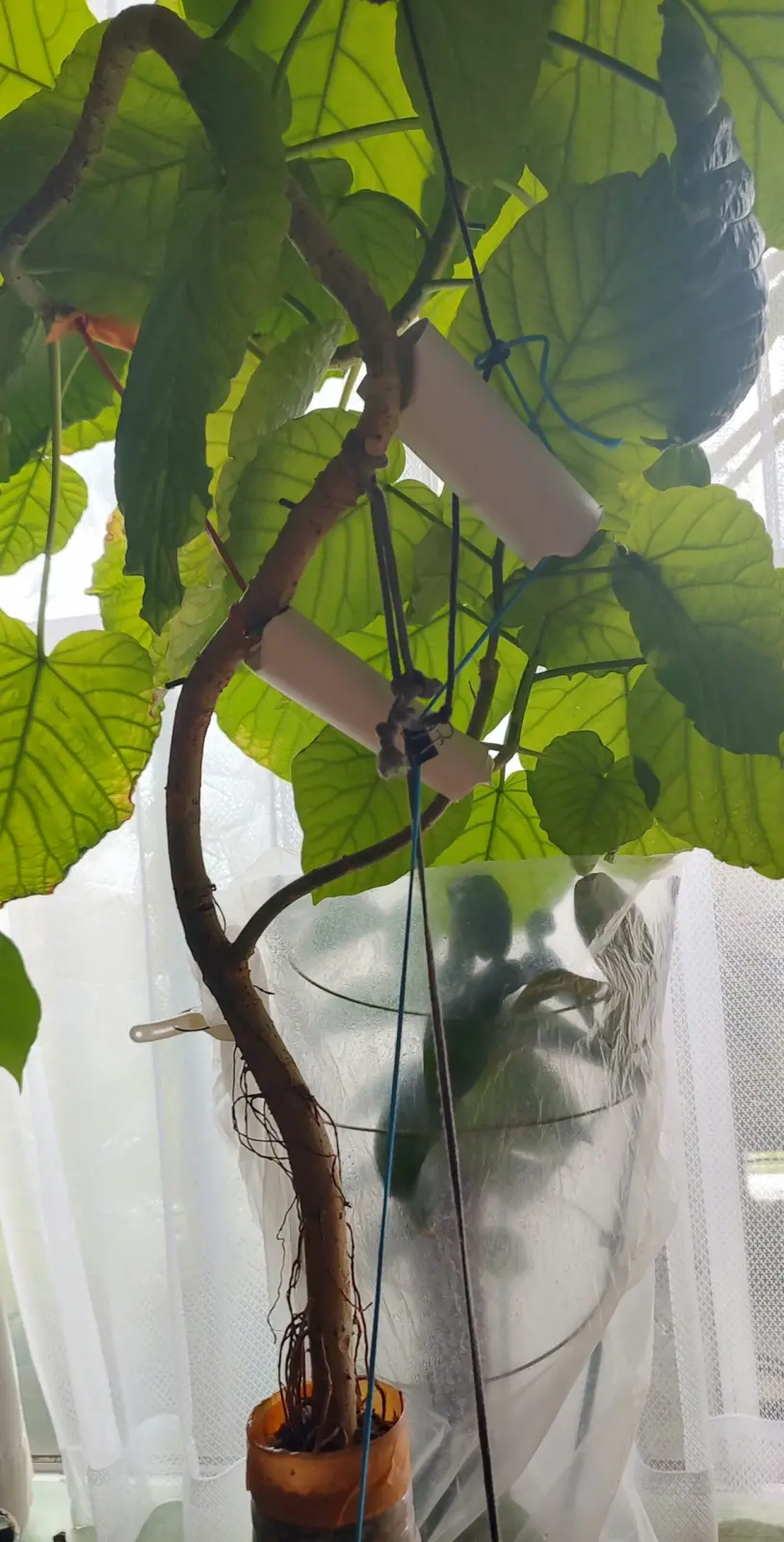 フィカス ウンベラータ