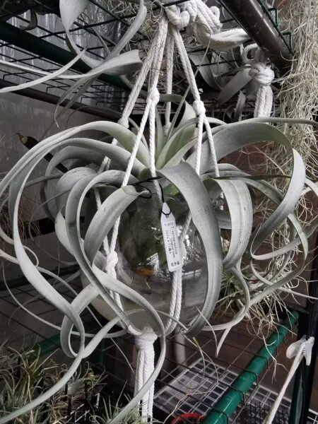 ティランジア　キセログラフィカ　尻水管理　ダサい園芸