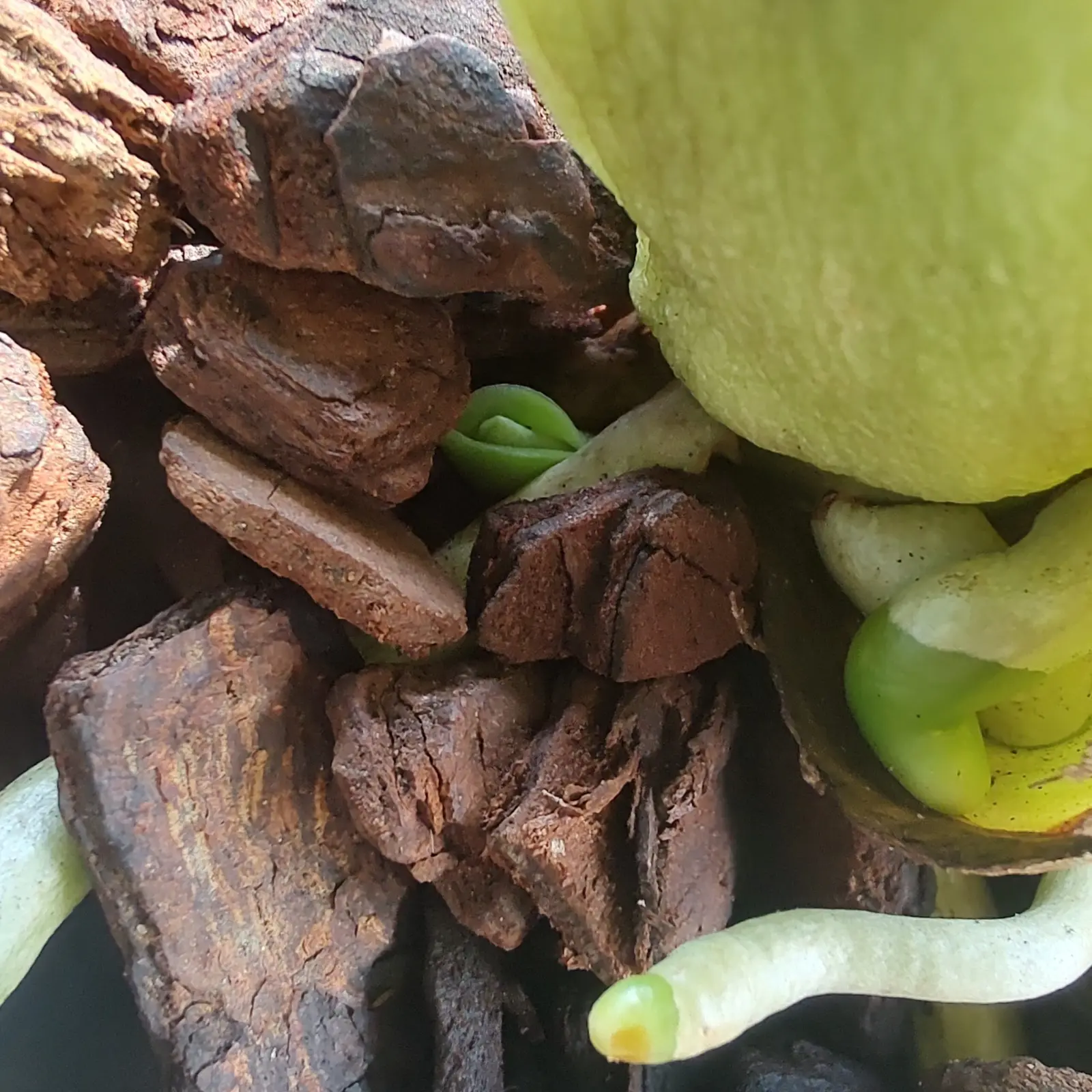 アングレカム ロンギカルカル