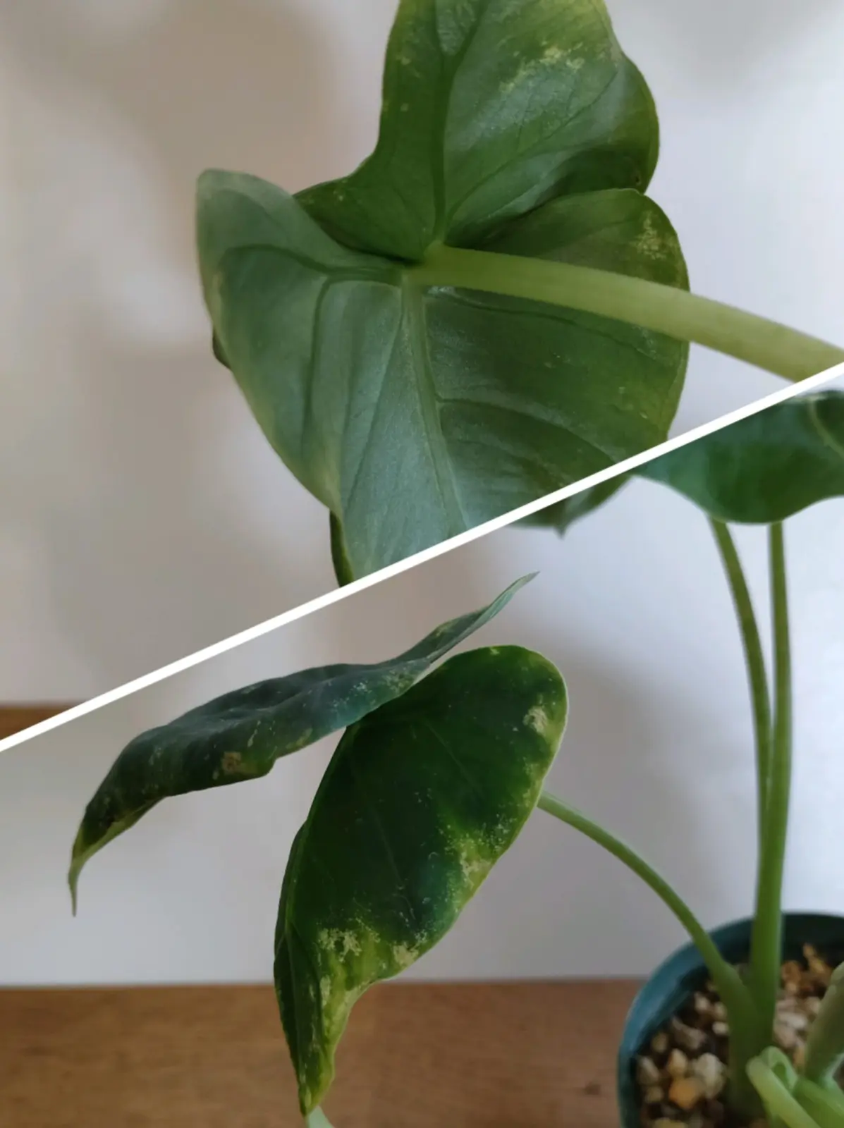 アロカシア グリーンベルベット ２枚葉