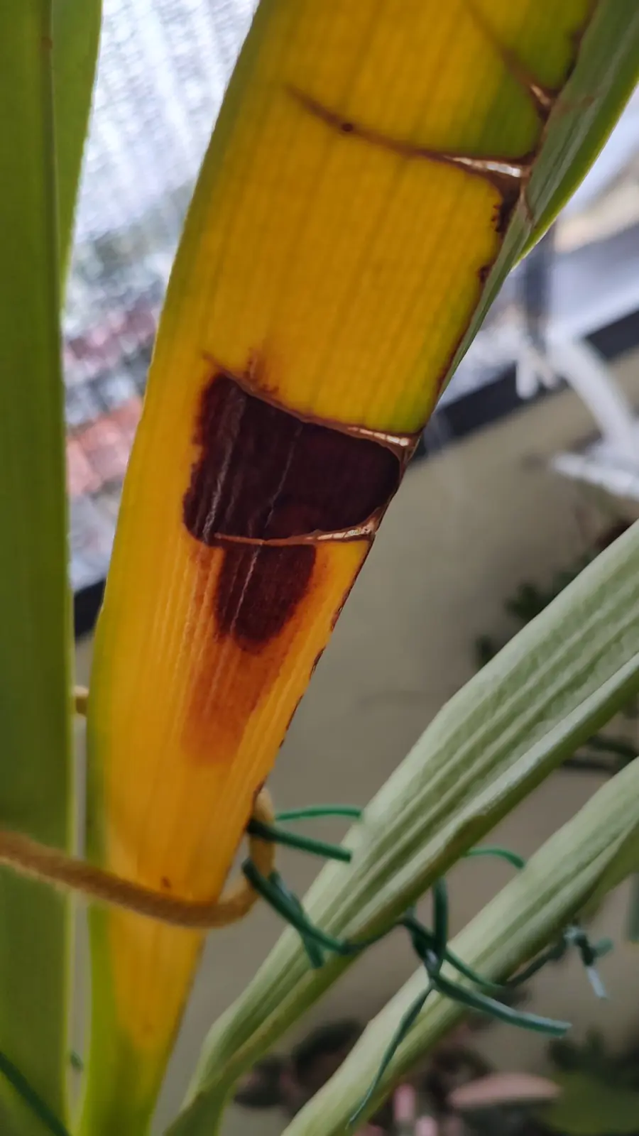 アングレカム ロンギカルカル