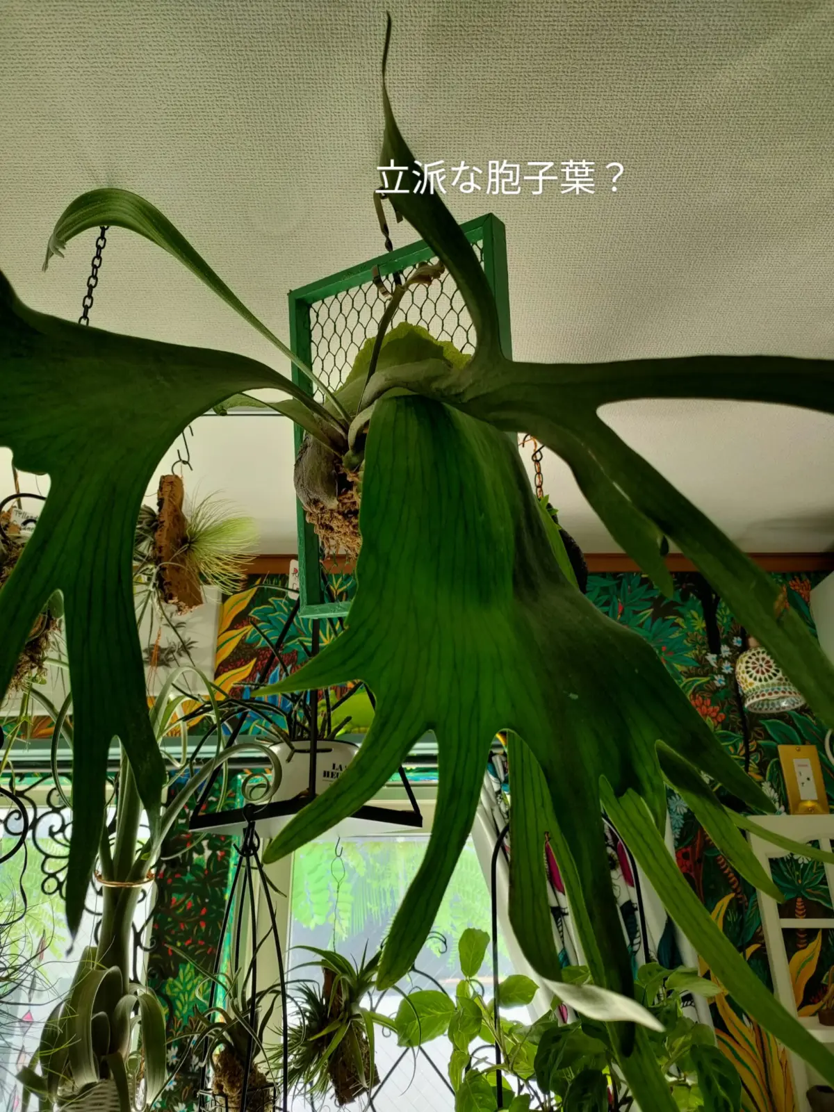 ビカクシダ　ネザーランド