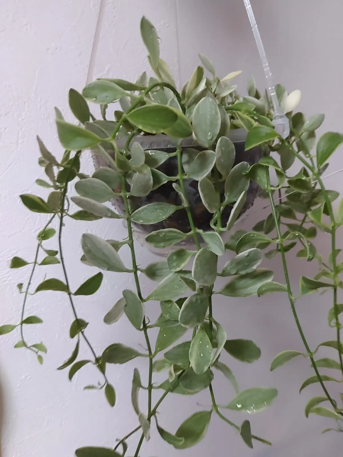 ディスキディア　エメラルド