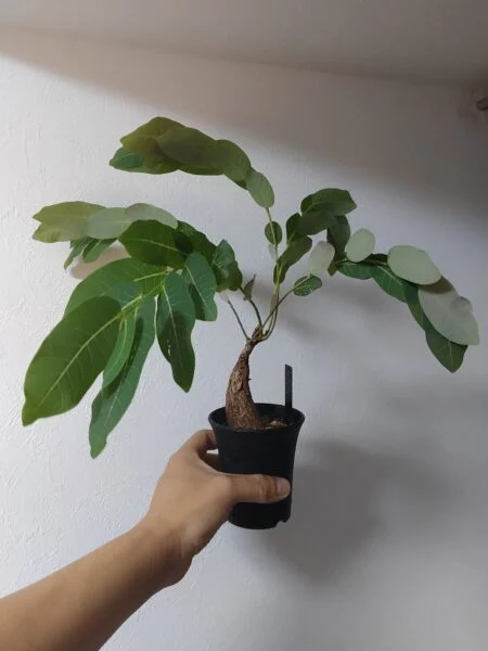 フィランサス ミラビリス