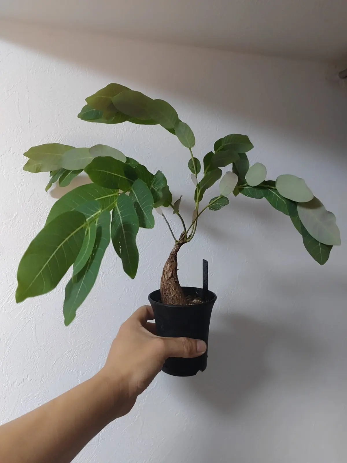 フィランサス　ミラビリス