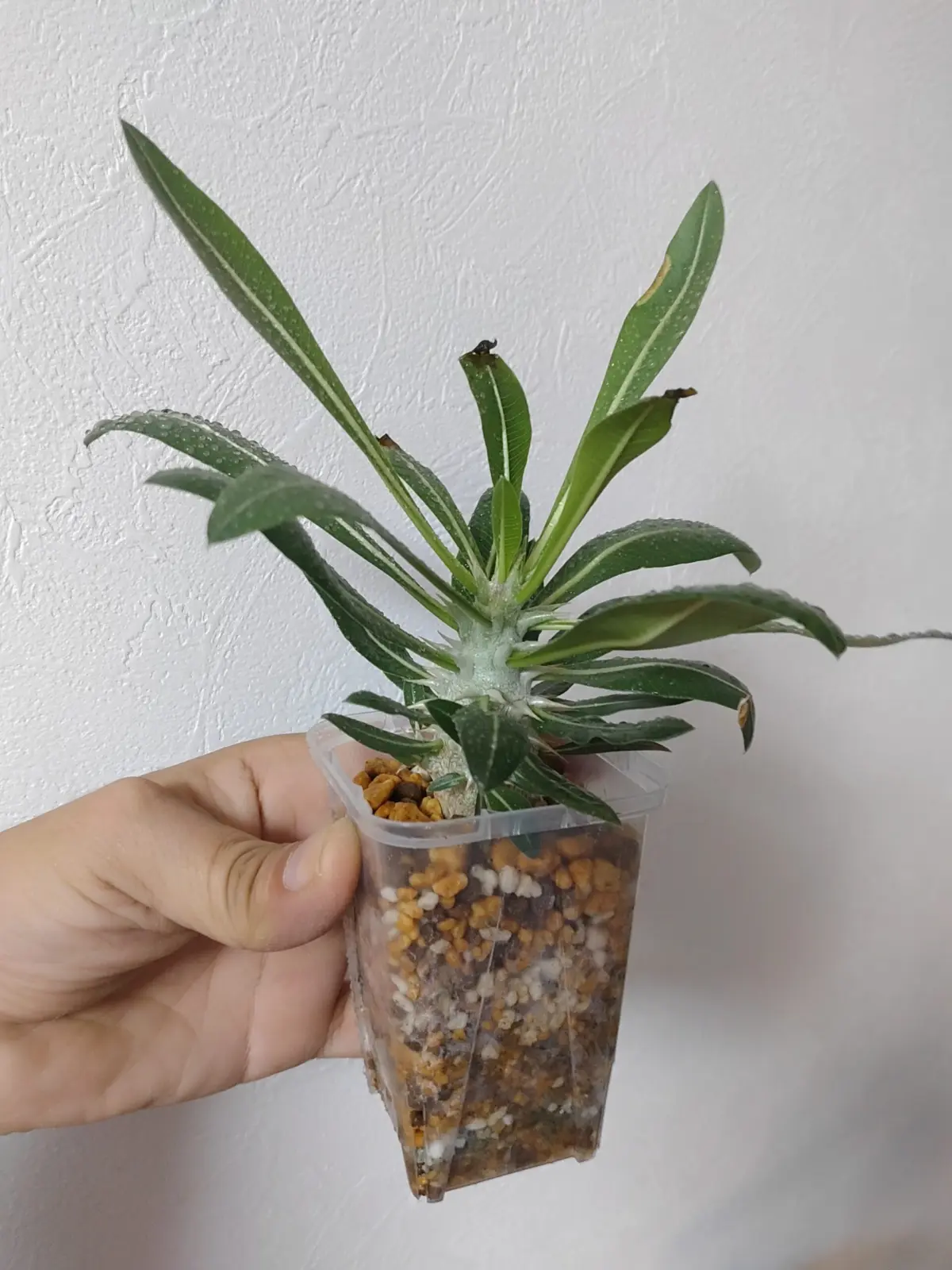 パキポディウム　ホロンベンセ