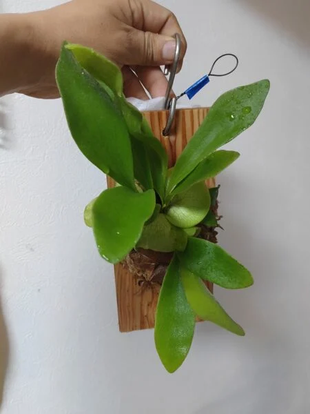 ビカクシダ