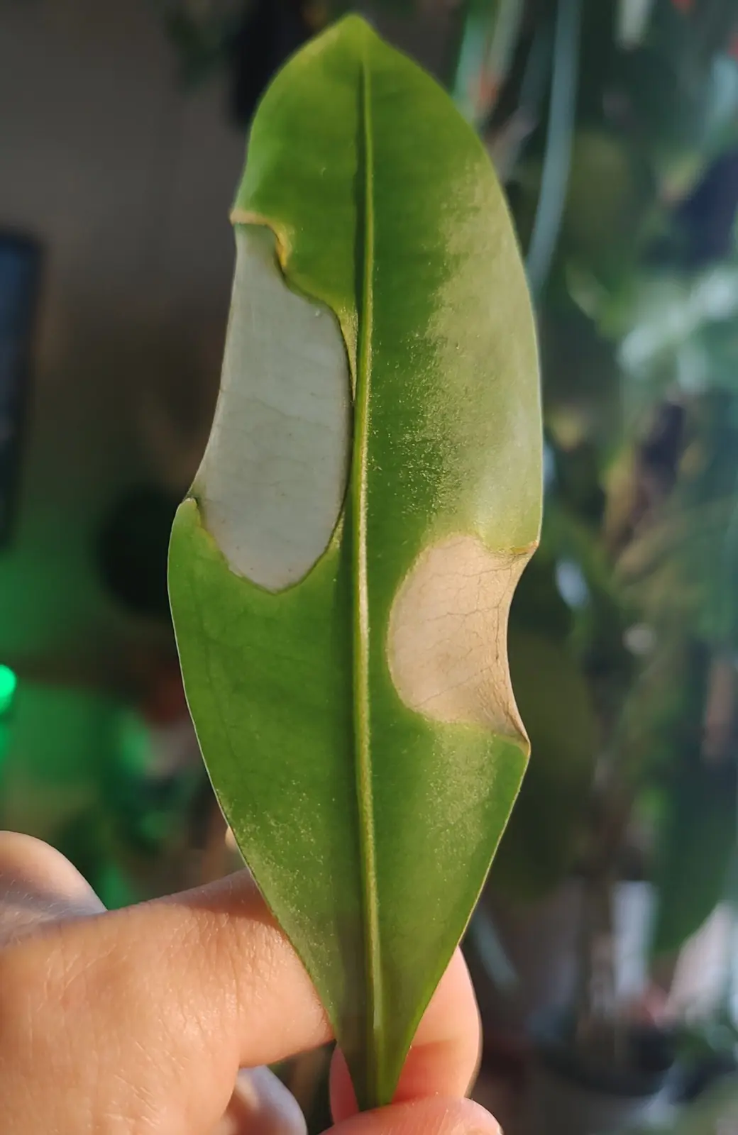 アンスリウム グラシレ