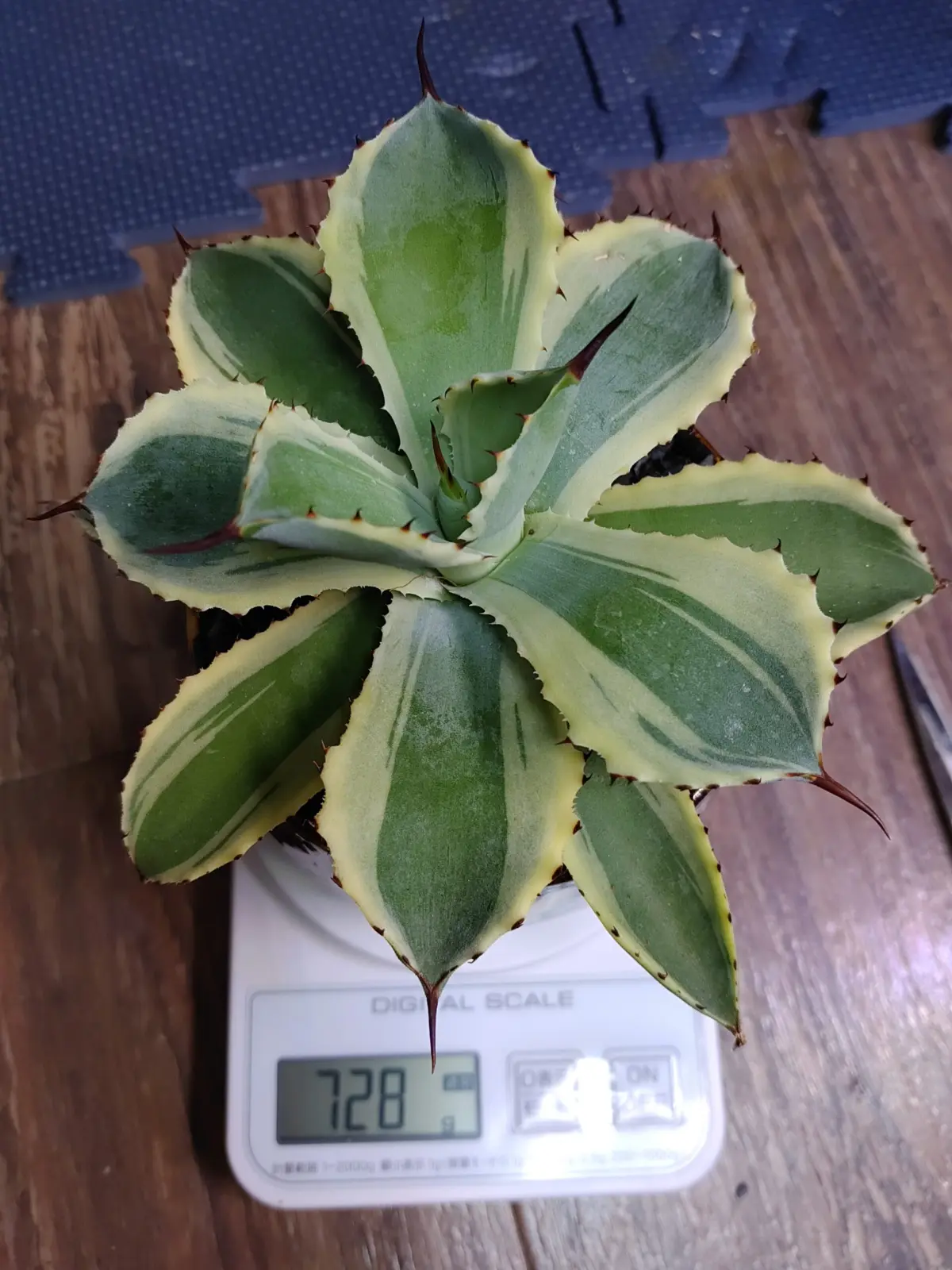 アガベ　吉祥冠錦