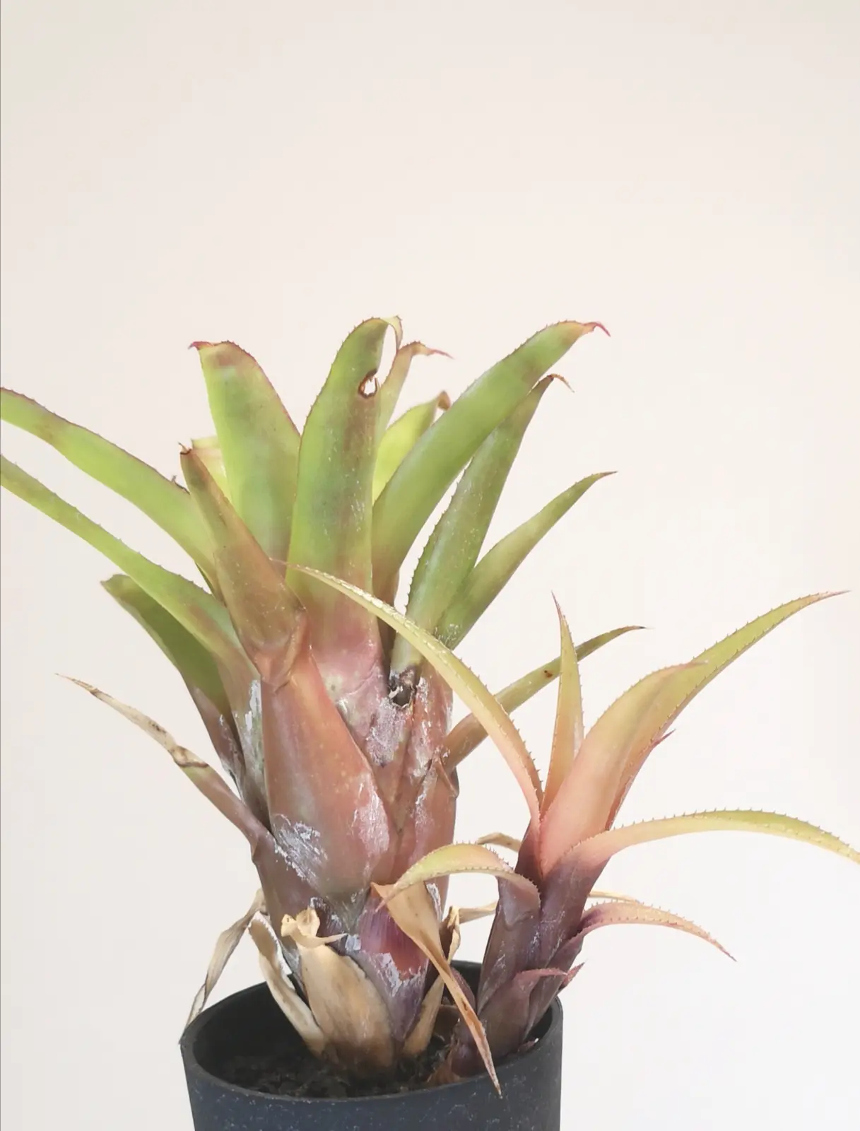 エクメア　レクルバータ　レッドドラゴン