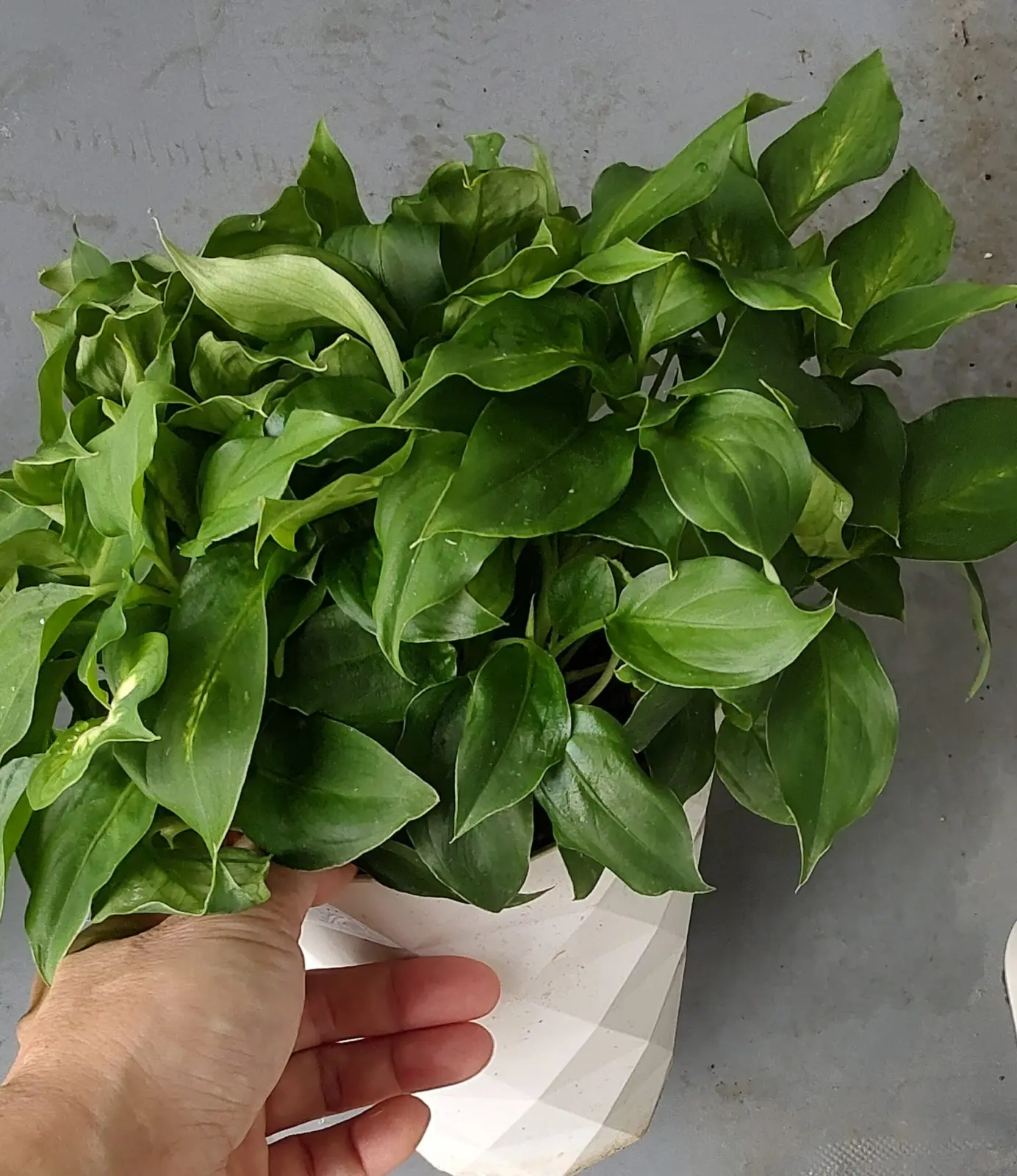 ディフェンバキア