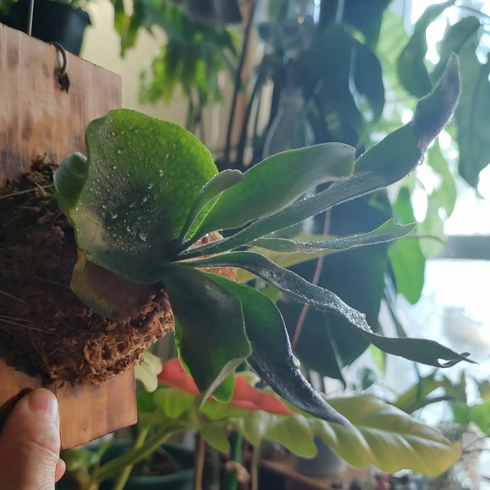 ビカクシダ ホワイトホーク