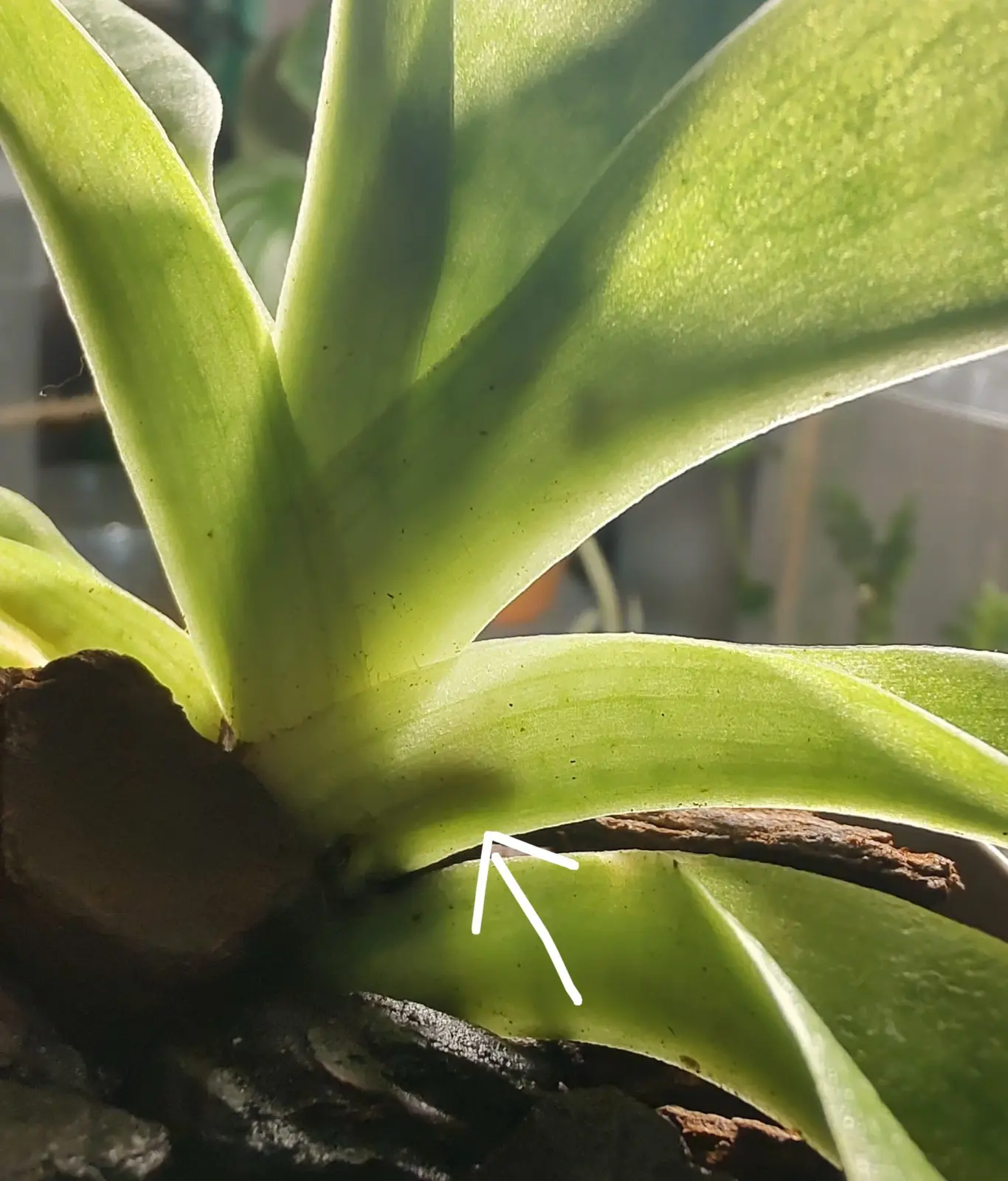 パフィオペディラム