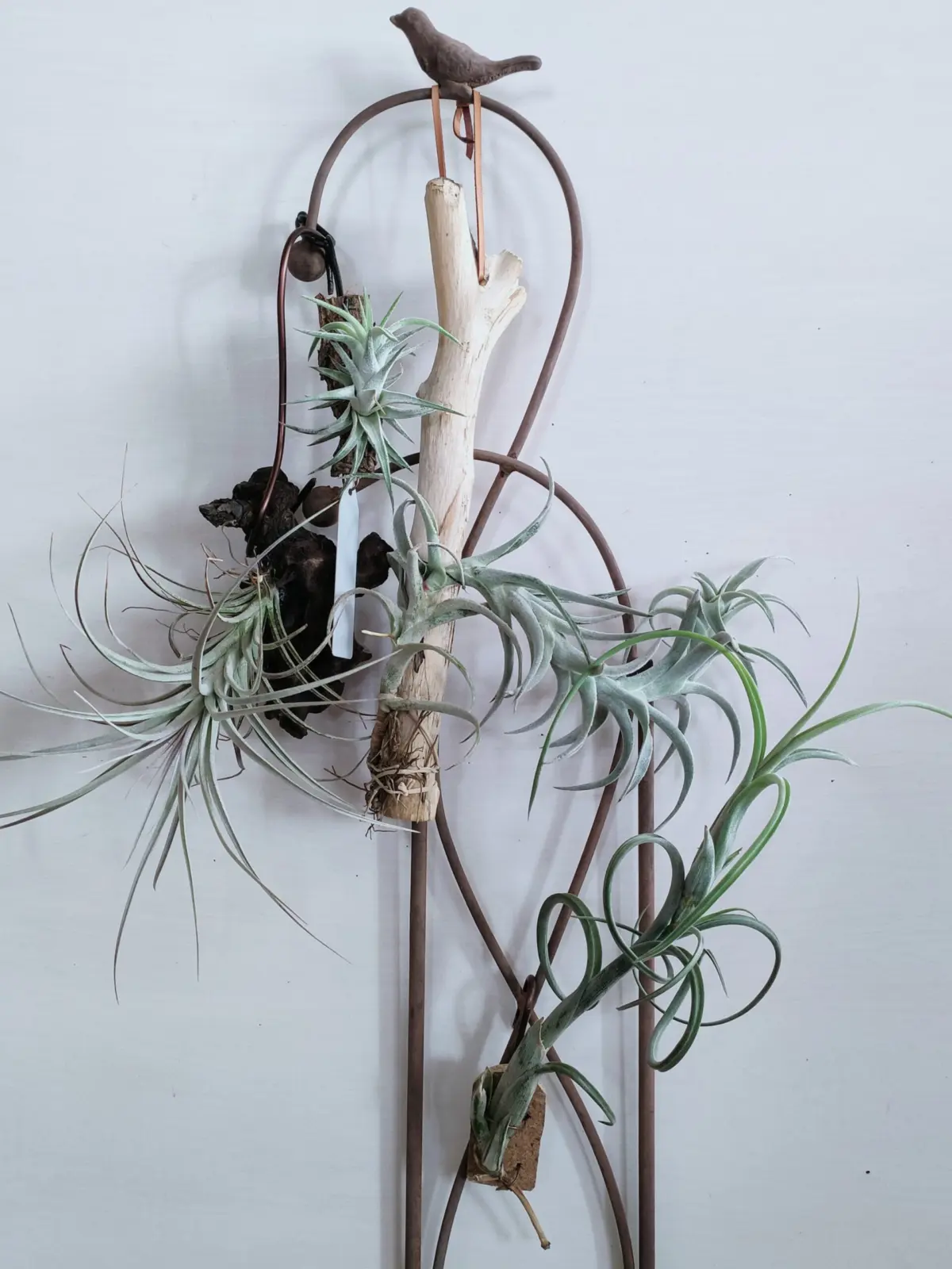 ティランジア ミラグレンシス バンハイニンギー エディシアエ