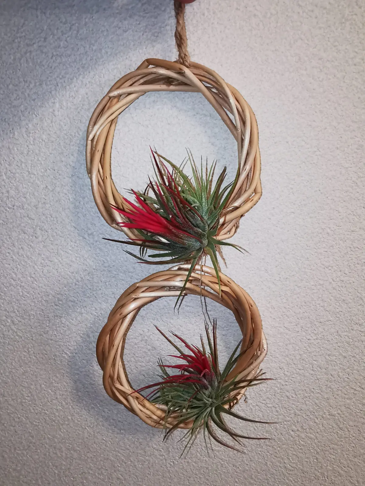 ティランジア　イオナンタ　フエゴ　ミニミニリース仕立て