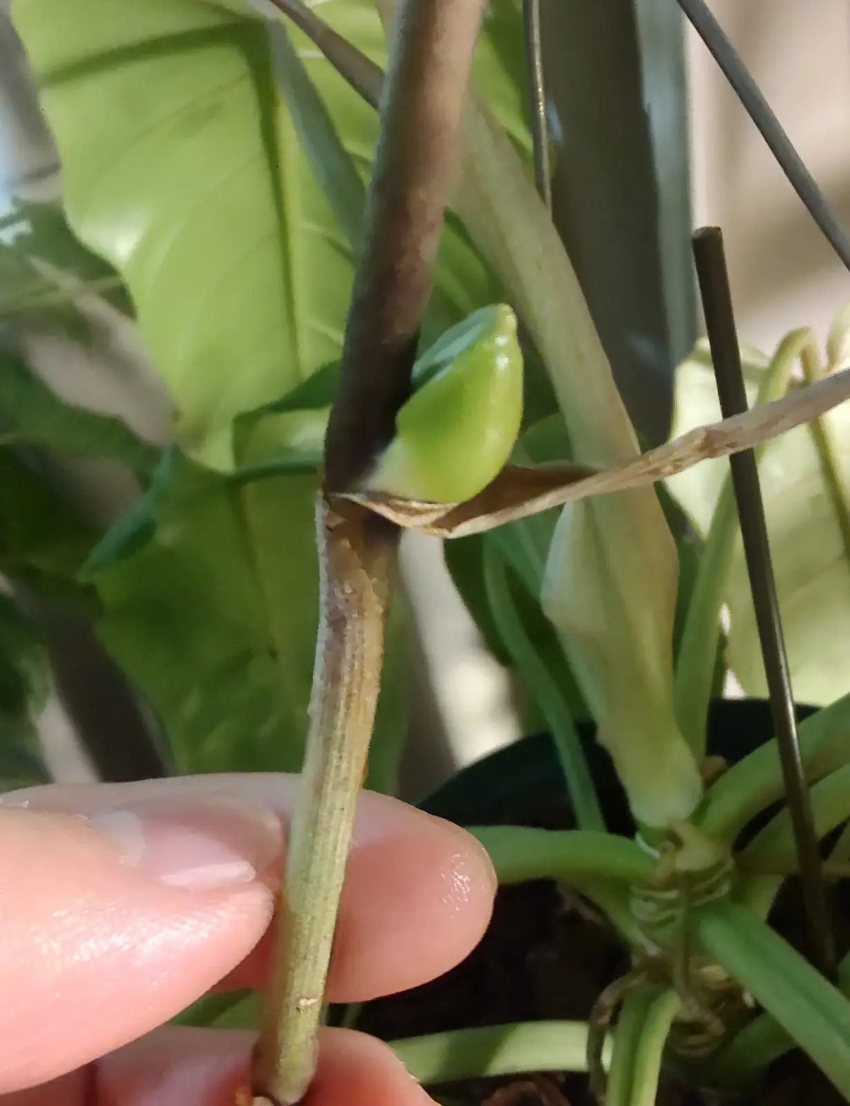 ティランジア フレクスオーサ