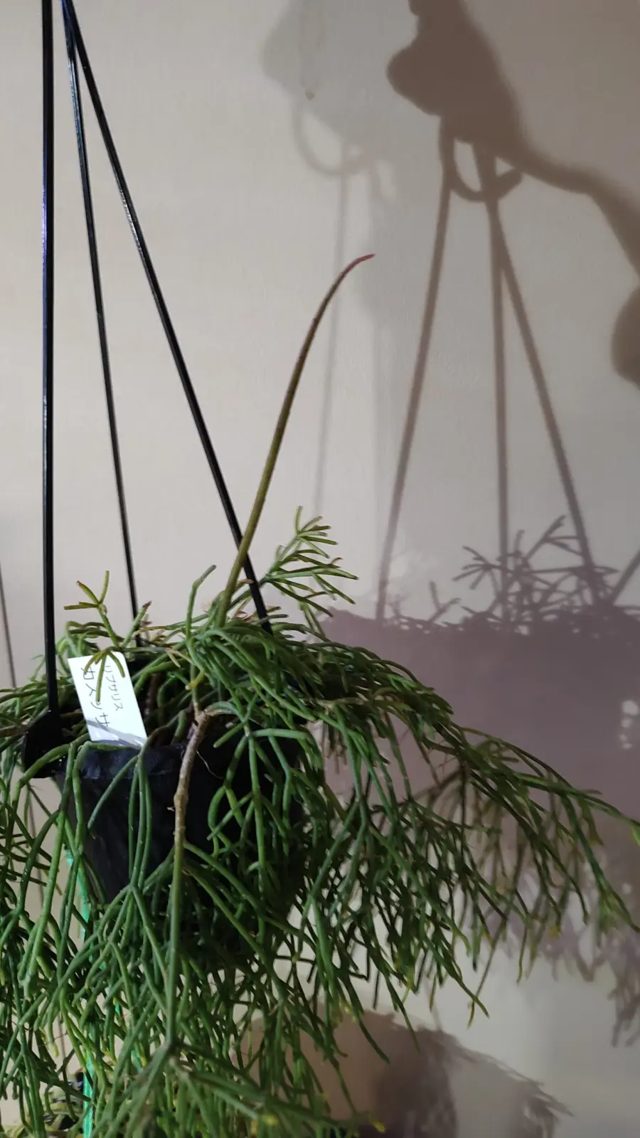 リプサリス カスッサ