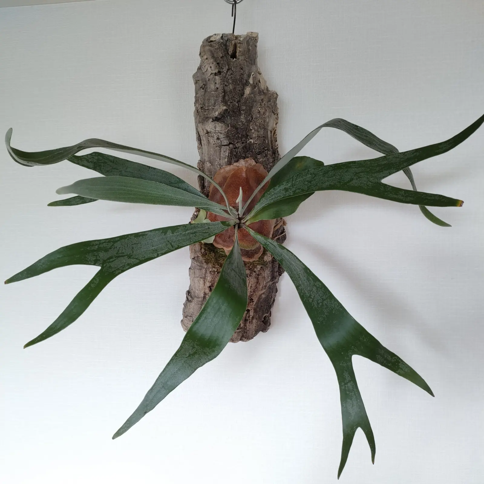 ビカクシダ ホワイトホーク