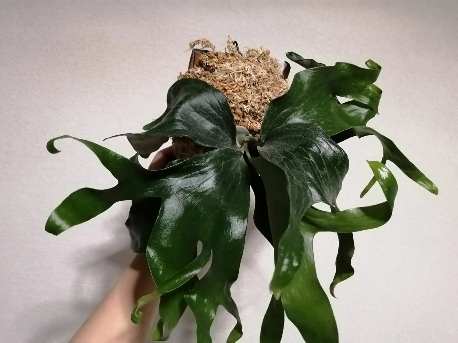 ビカクシダ　マウントルイス　成長記録