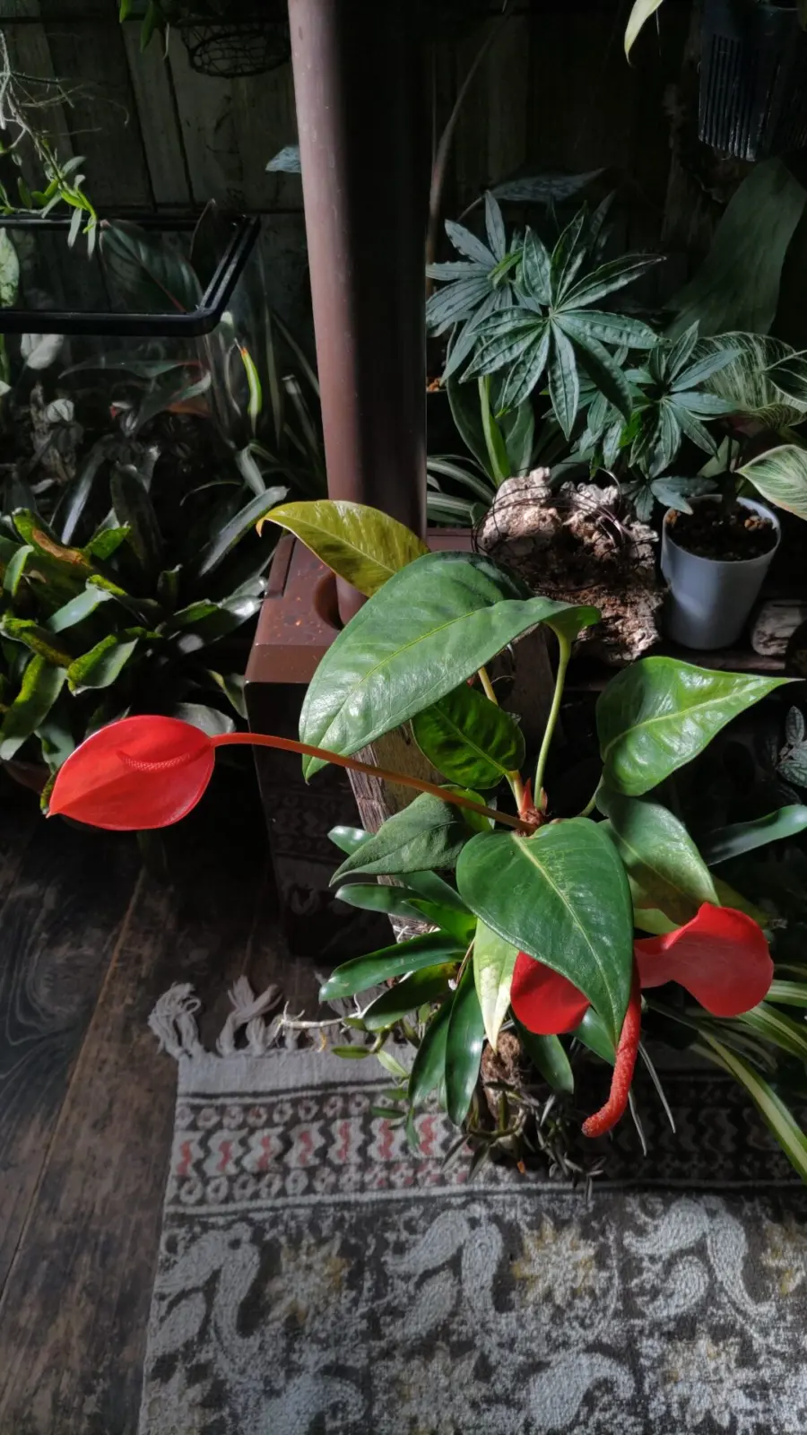 アンスリウム　セリゼリアナム