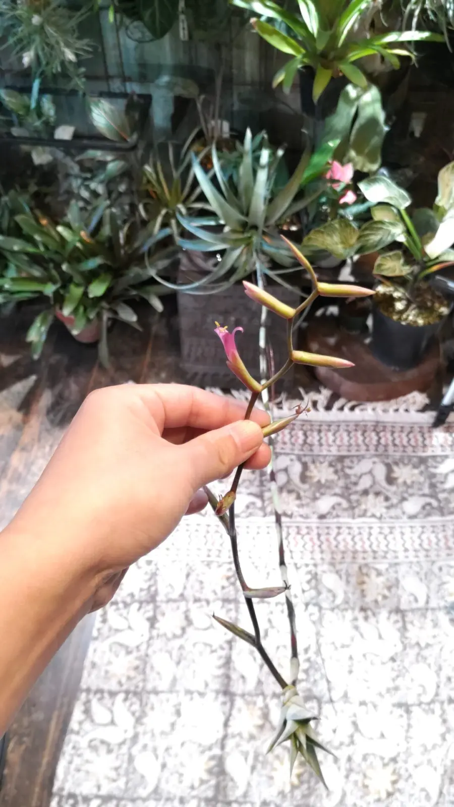 ティランジア　フレキシオーサ