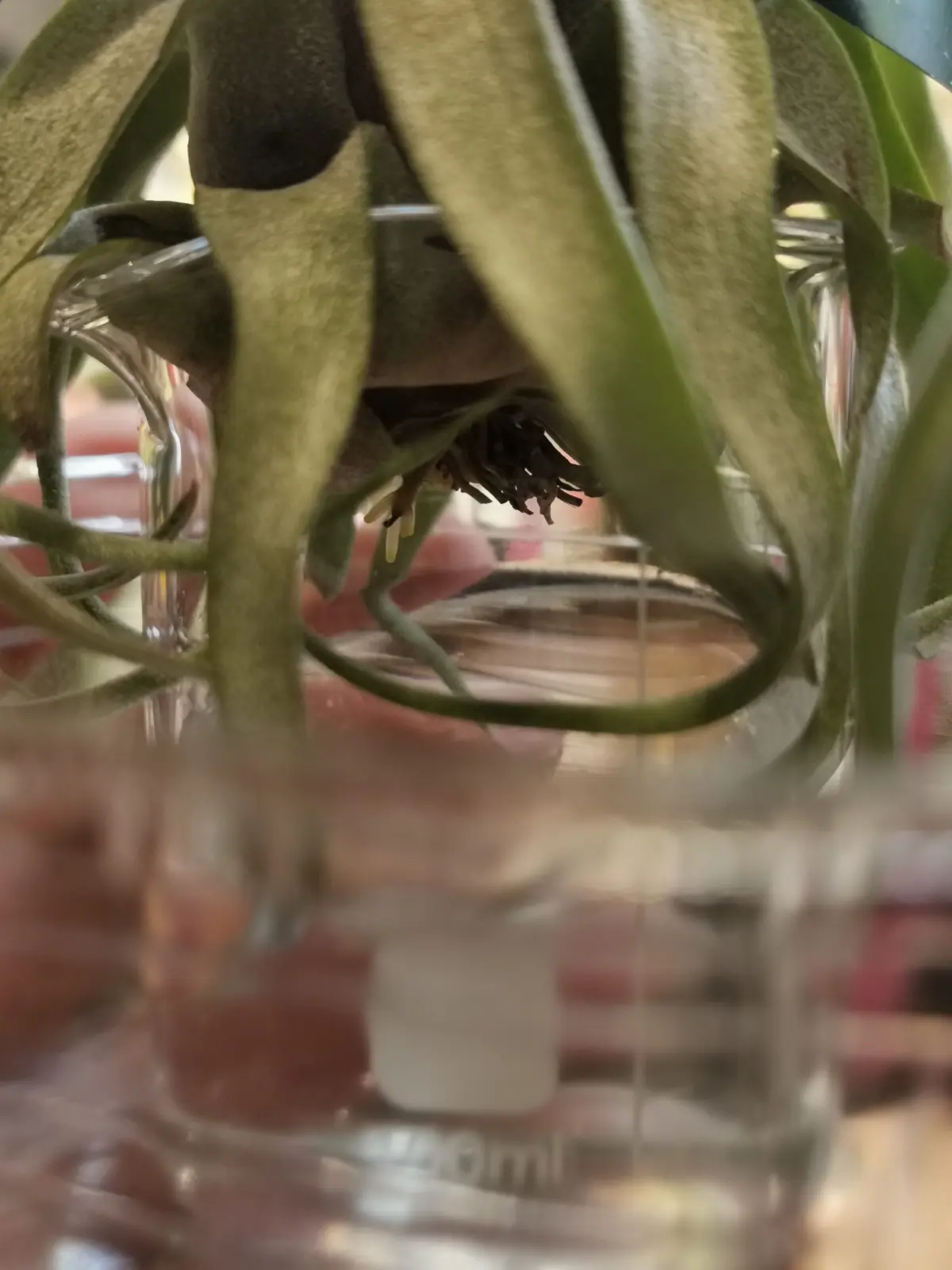 ティランジア　ストレプトフィラ