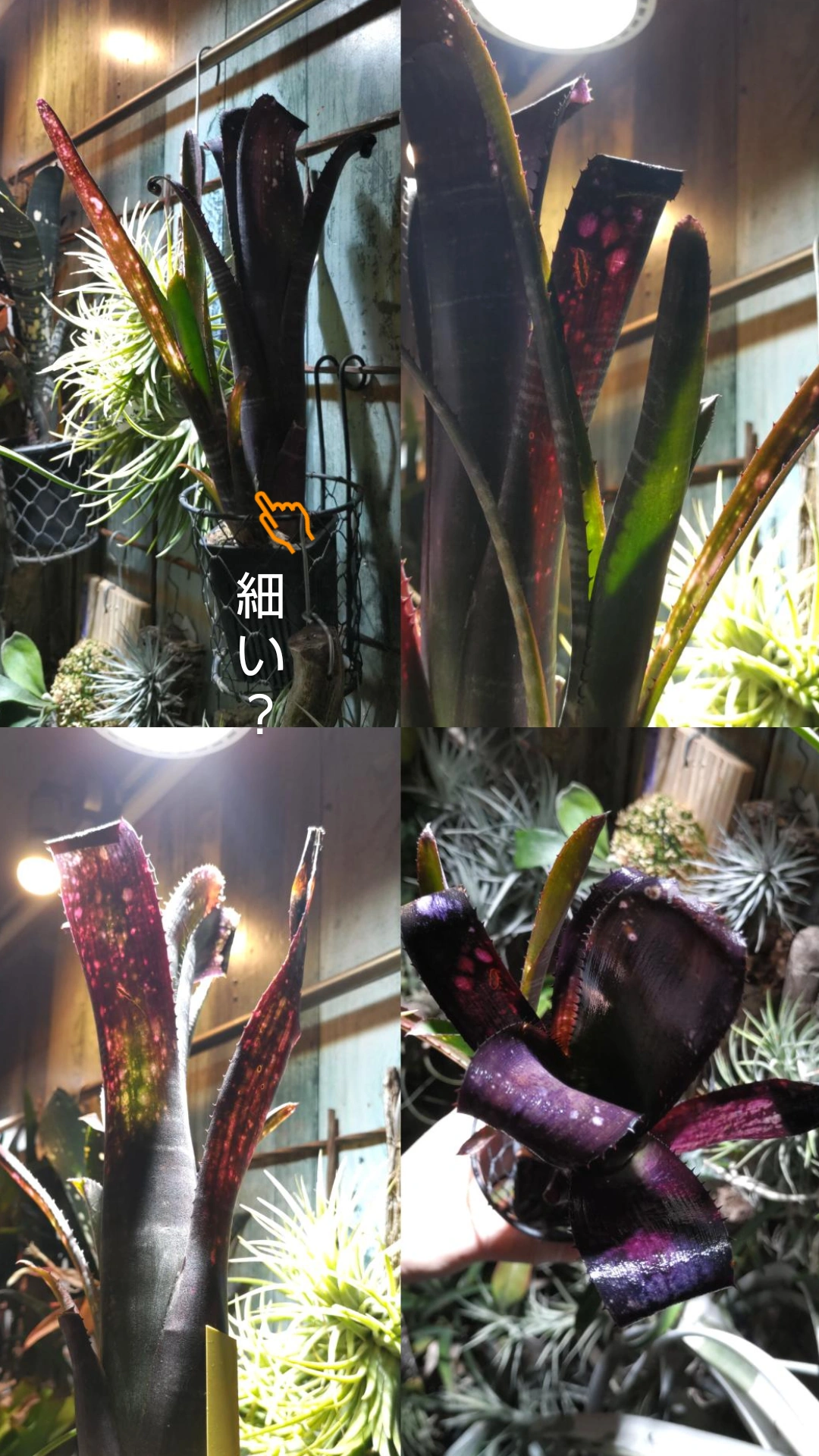 ビルベルギア　不明種