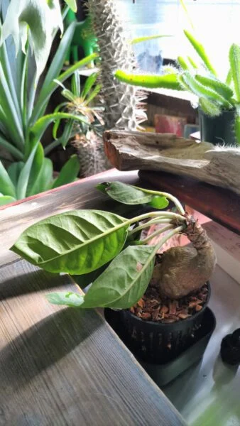 蟻植物　ミルメコディア ツベローサ