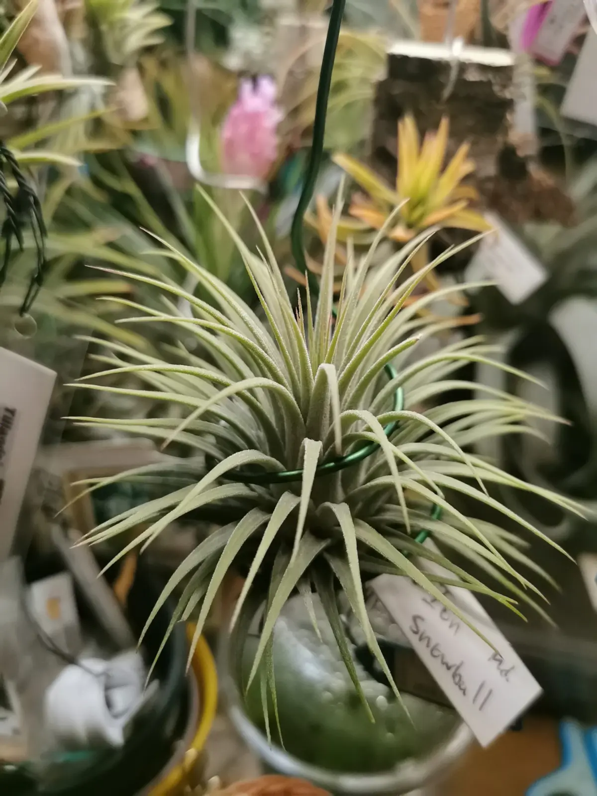 ティランジア　イオナンタ　スノーボール